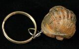 Real Phacops Trilobite Keychain #17399-1